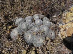 Mammillaria perbella