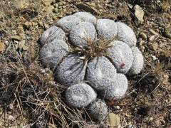 Mammillaria perbella