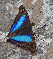 Doxocopa laurentia laurentia