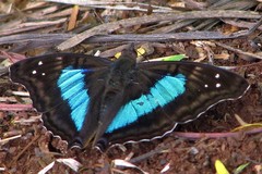 Doxocopa laurentia laurentia