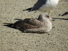 Larus occidentalis