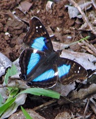 Doxocopa laurentia laurentia
