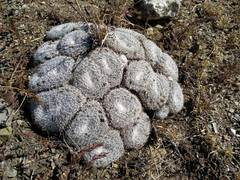 Mammillaria perbella