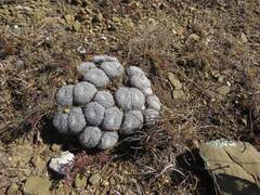 Mammillaria perbella