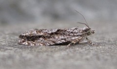 Gretchena delicatana