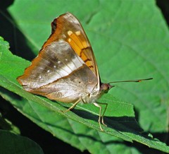 Doxocopa laurentia laurentia