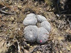 Mammillaria perbella