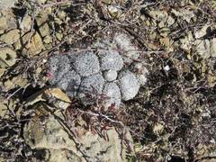 Mammillaria perbella