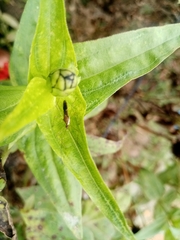 Heteroptera