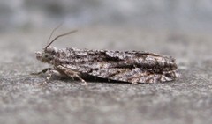 Gretchena delicatana