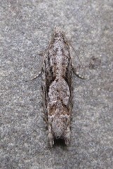 Gretchena delicatana