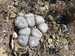 Mammillaria perbella