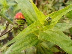 Heteroptera