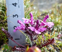 Pedicularis roylei