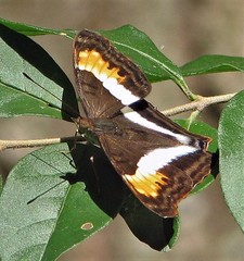 Doxocopa laurentia laurentia