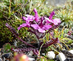 Pedicularis roylei