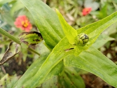 Heteroptera