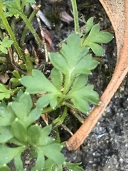 Xanthosia leiophylla