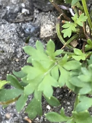 Xanthosia leiophylla