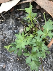 Xanthosia leiophylla
