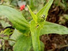 Heteroptera