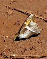 Doxocopa laurentia laurentia
