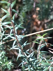 Epacris impressa