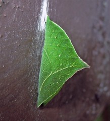 Doxocopa laurentia laurentia