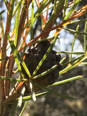 Hakea nodosa