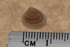 Timoclea scabra
