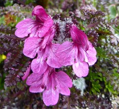 Pedicularis roylei