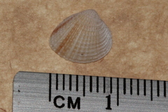 Timoclea scabra