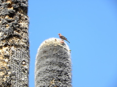 Cephalocereus senilis