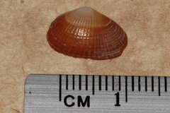 Hemidonax dactylus