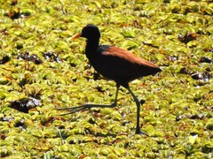 Jacana spinosa