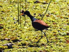 Jacana spinosa