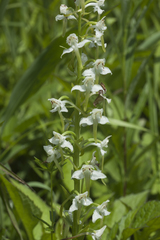 Platanthera densa