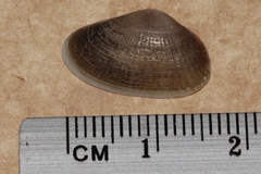 Hemidonax dactylus