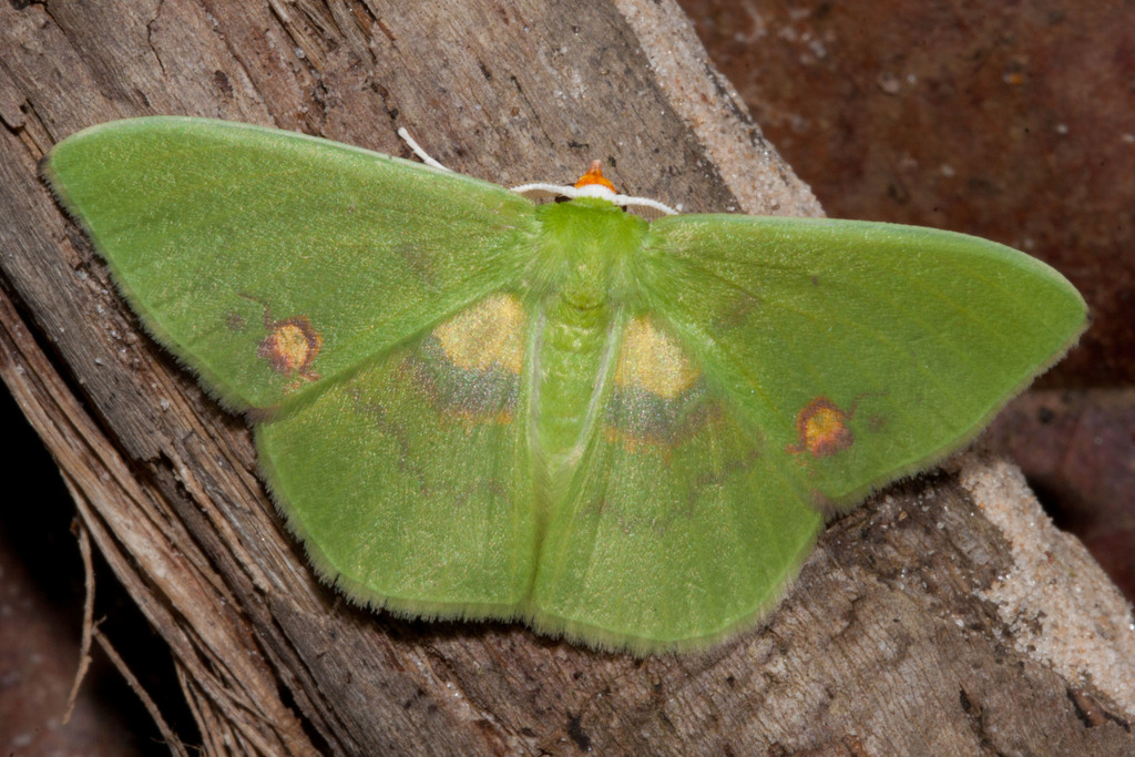 Rhodochlora brunneipalpis