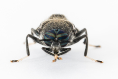 Cyphomyia erecta