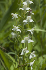 Platanthera densa