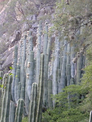 Pachycereus weberi
