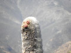 Cephalocereus senilis