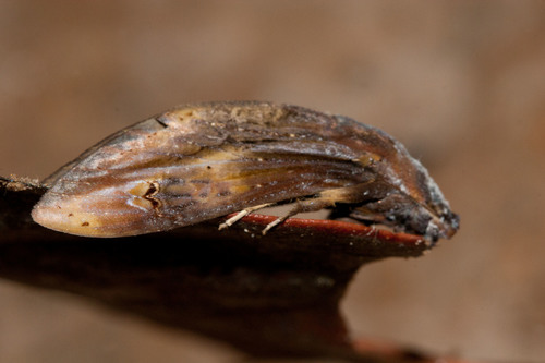 Nystalea virgula