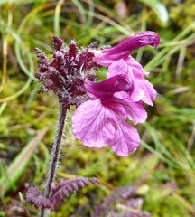 Pedicularis roylei