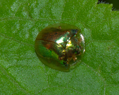 Charidotella succinea