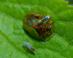 Charidotella succinea