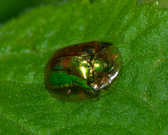 Charidotella succinea