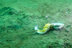 Centropristis striata