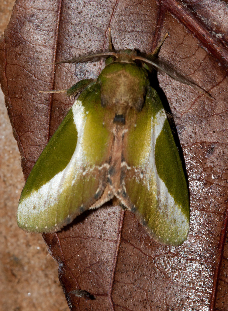 Deltochlora splendens